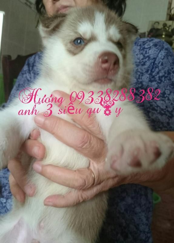 Q7- Nhận cọc gạch 4 bé chó husky  đực thuần chủng siêu cute , chó nhà sinh - 1