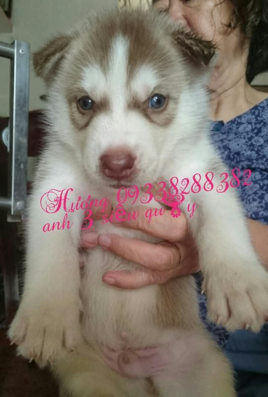 Q7- Nhận cọc gạch 4 bé chó husky  đực thuần chủng siêu cute , chó nhà sinh - 2