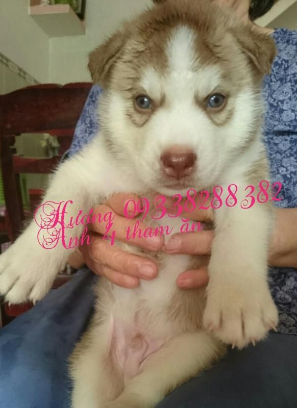 Q7- Nhận cọc gạch 4 bé chó husky  đực thuần chủng siêu cute , chó nhà sinh - 3