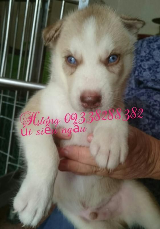 Q7- Nhận cọc gạch 4 bé chó husky  đực thuần chủng siêu cute , chó nhà sinh - 4