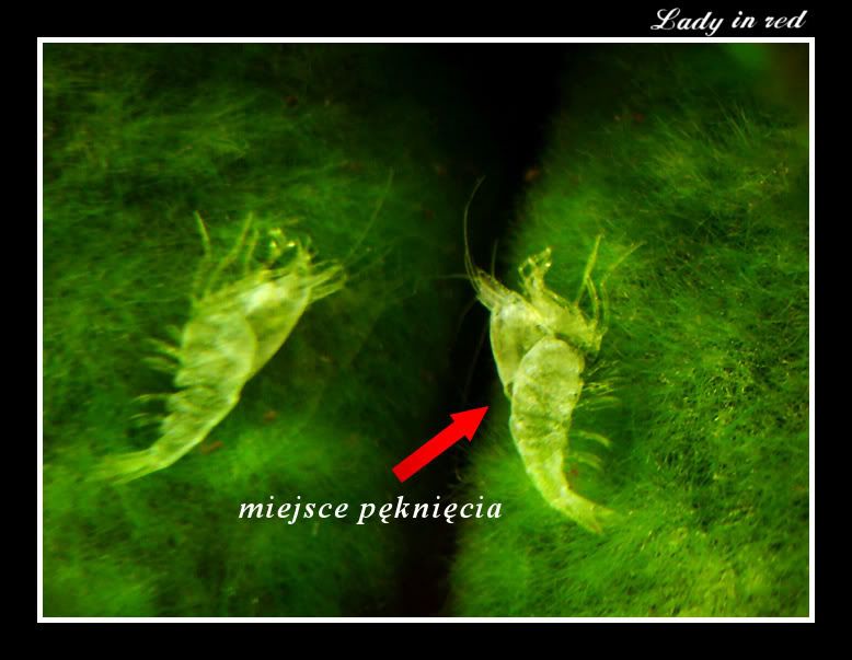 Dołączona grafika