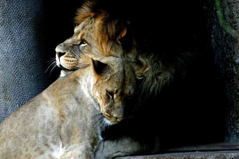 Leones tiernos Pictures, Images and Photos