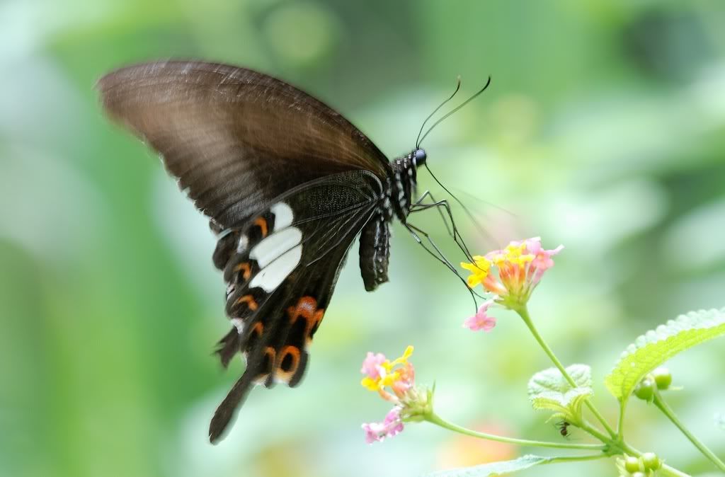 Photo Sharing and Video Hosting at Photobucket