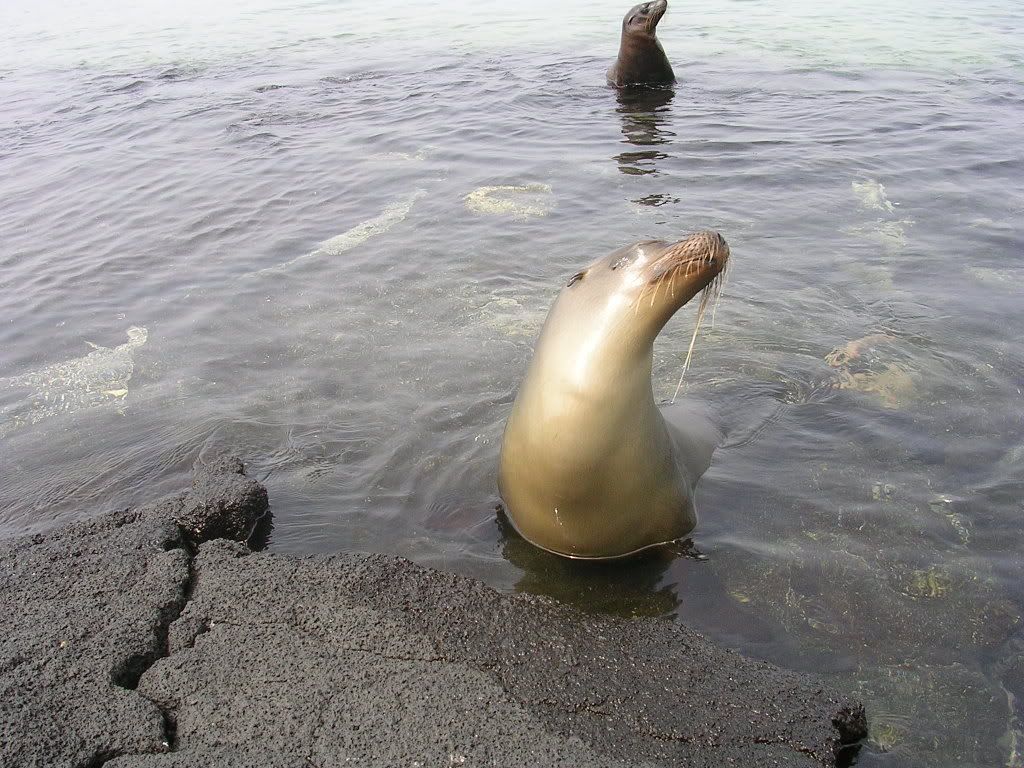[Image: Galapagos07034.jpg]