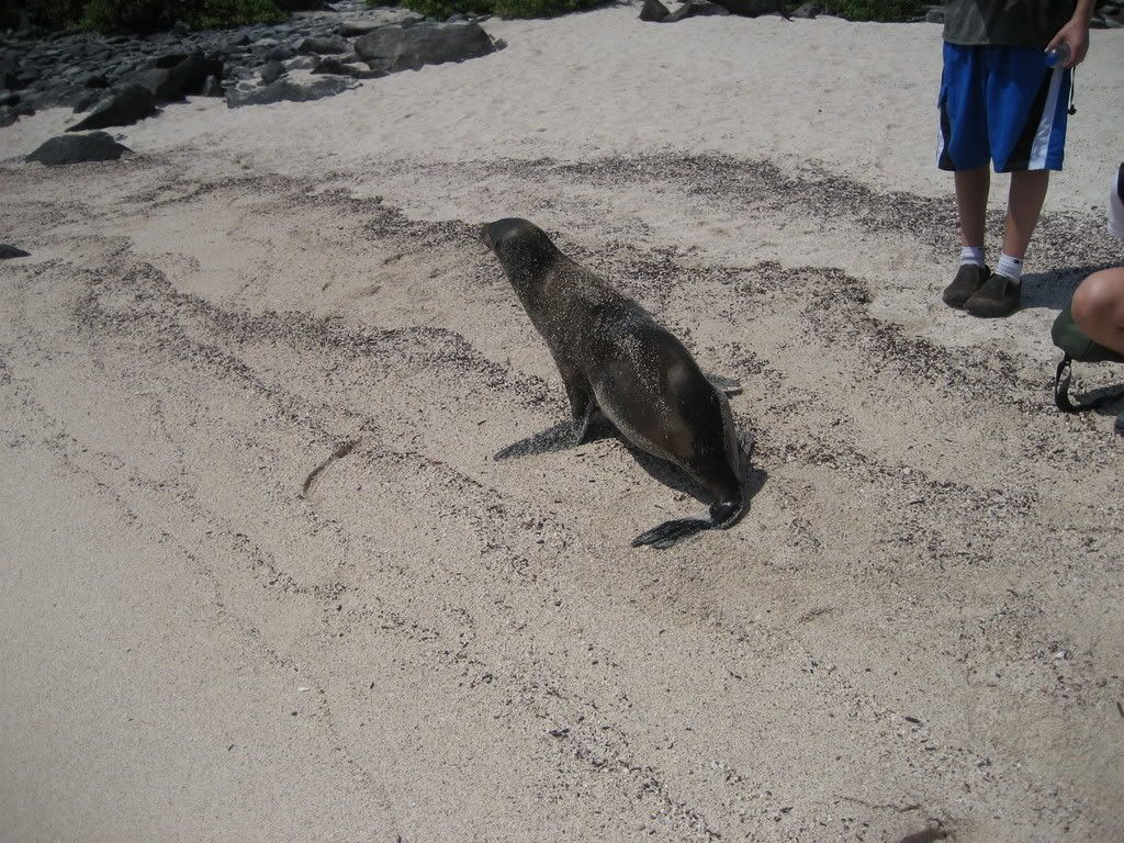 [Image: Galapagos07132.jpg]