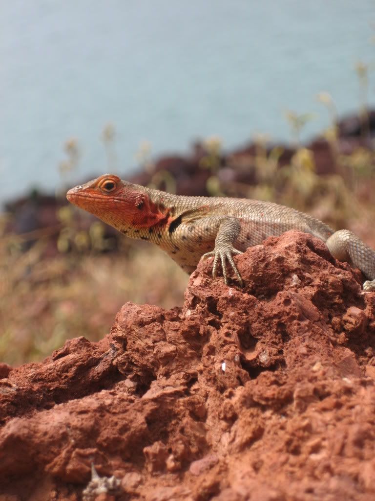 [Image: Galapagos07240.jpg]
