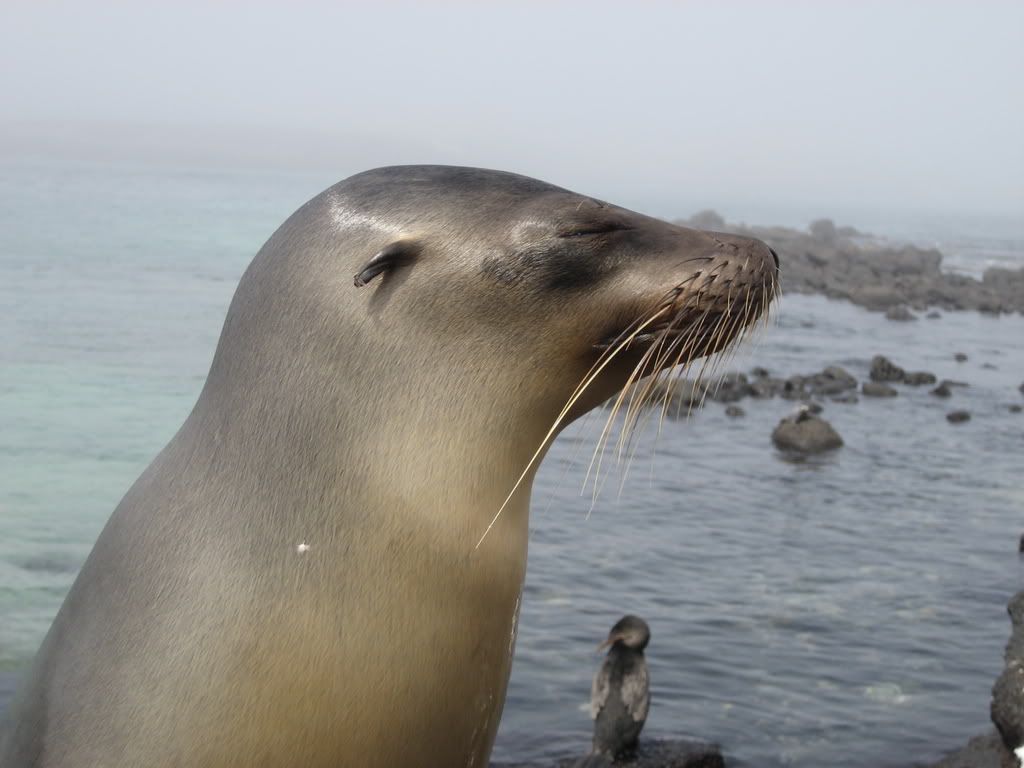 [Image: Galapagos07290.jpg]