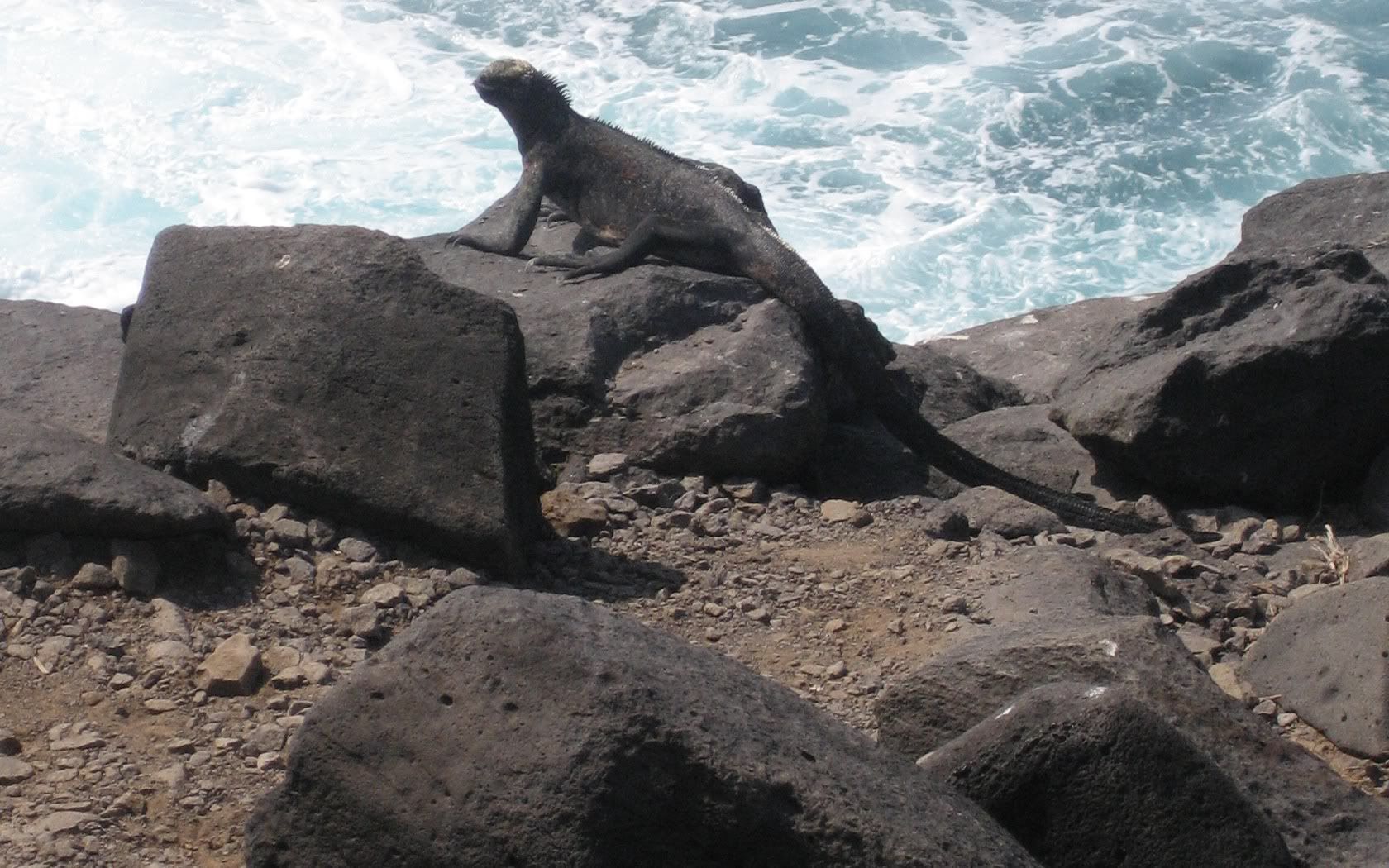 [Image: Galapagos07716.jpg]