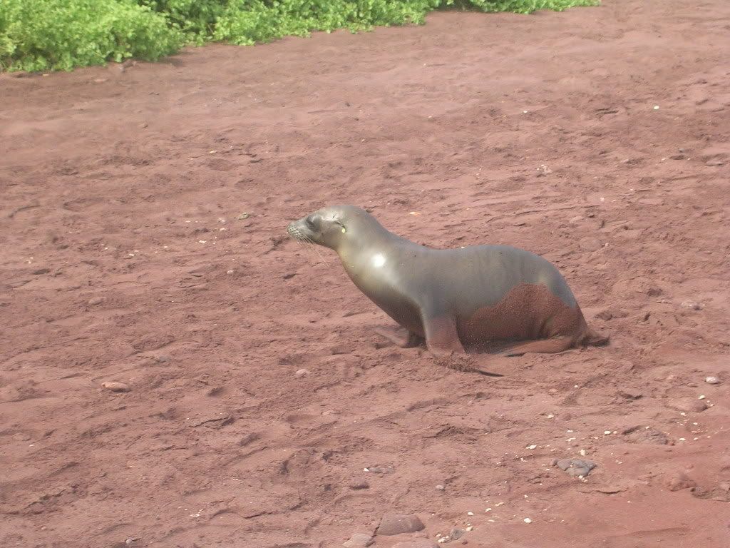 [Image: Galapagos07090.jpg]