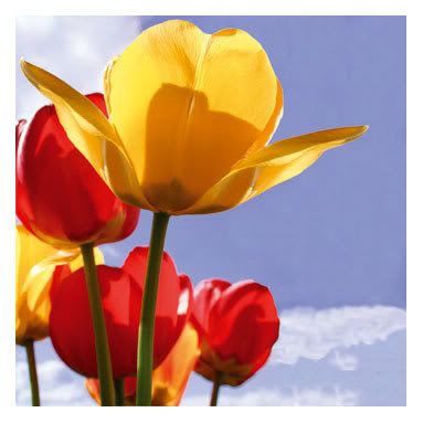 [Image: Tulips.jpg]