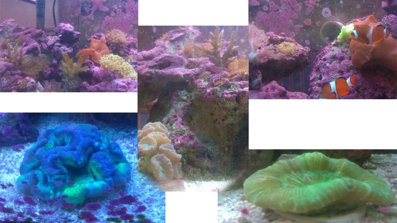 tankcollage.jpg