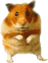 guineapig.gif guinea pig image by jjbergie24