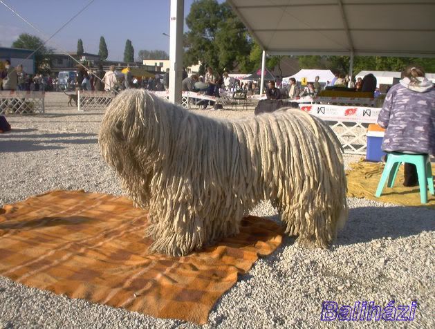 BpCACIB_Atyafi031011_010-1.jpg