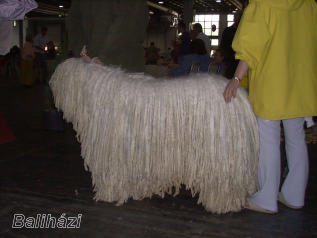 koczanpusztaiHatalmasAlfrd-1.jpg