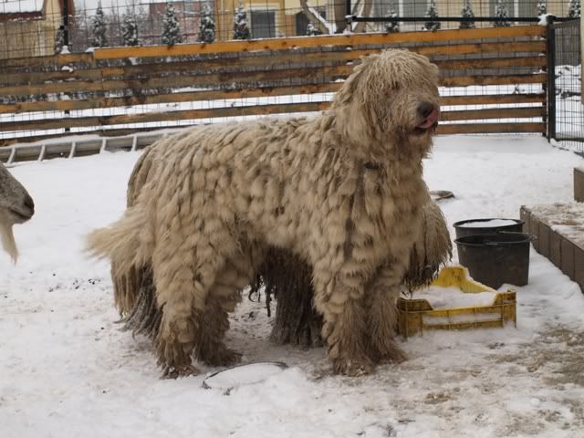 komondorok47.jpg