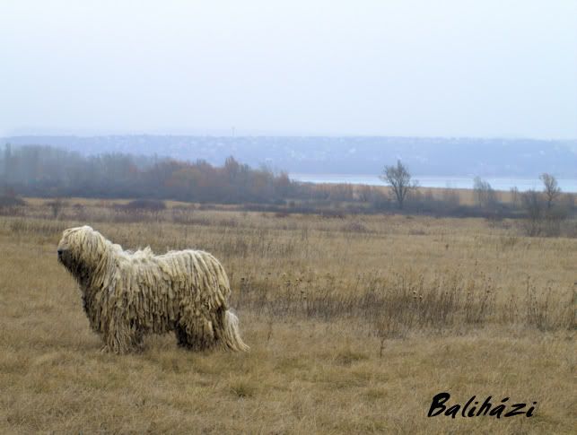 Falat03.jpg