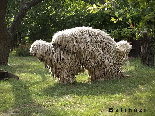 macifalat2.jpg