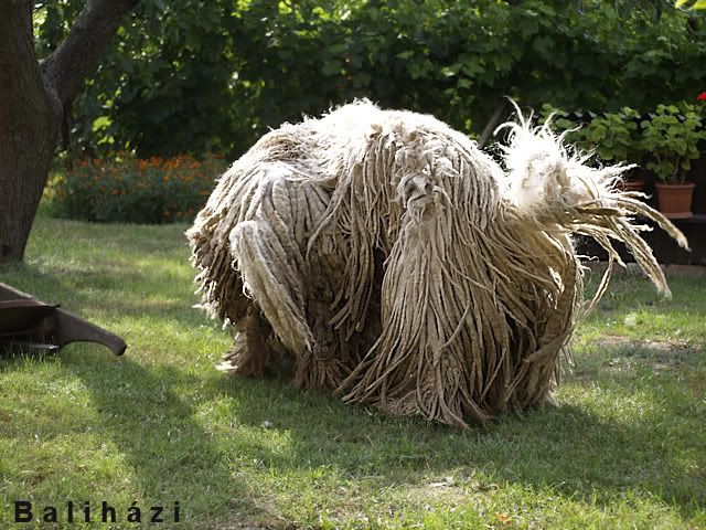 macifalat7.jpg