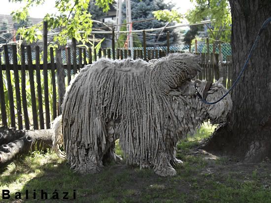 Falk-Hunci.jpg