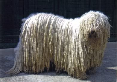 MtyskirlyudvarilmosRna-Drka.jpg