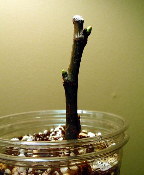 [JerseyGrk-budding_zpsb48bfbce]