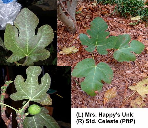 [MrsHappyFig_zpsd9a298d0]