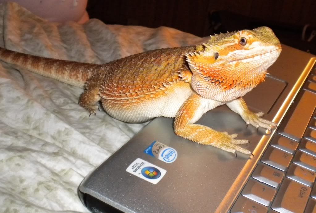 Big Fat Kora! • Bearded Dragon . org Big Fat Kora! • Bearded Dragon . org