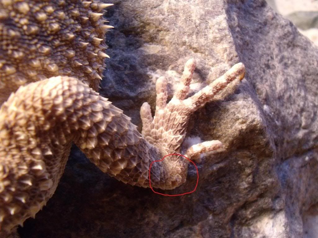 Bearded Dragon Feet