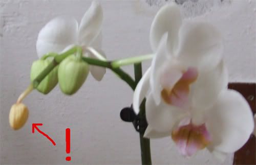 Orchidee01.jpg