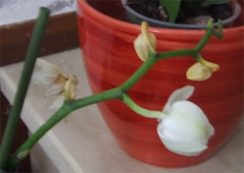 Orchidee02.jpg