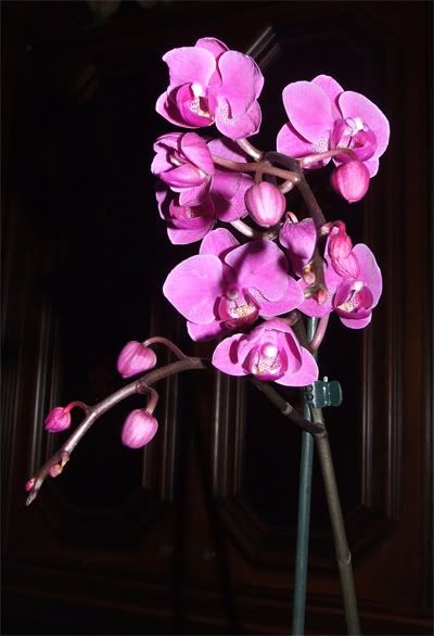 Orchidee04.jpg