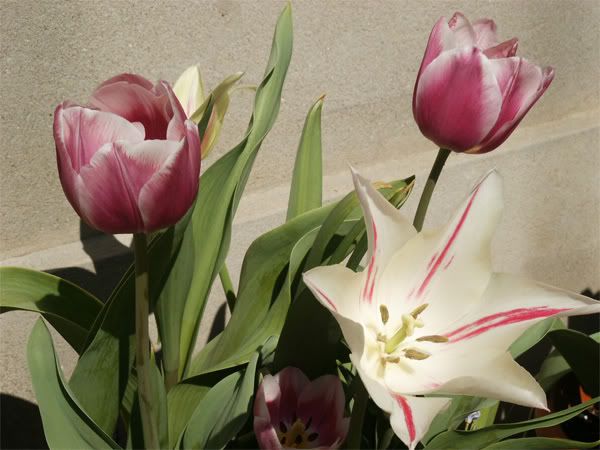 Tulipani-olandesi4.jpg