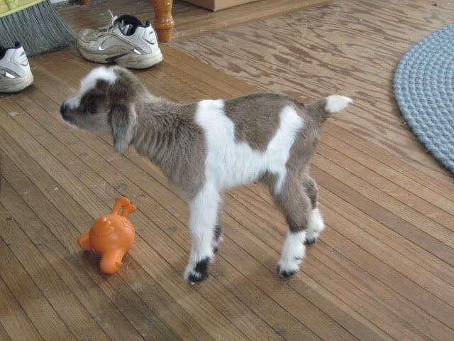 question about feeding - Goats