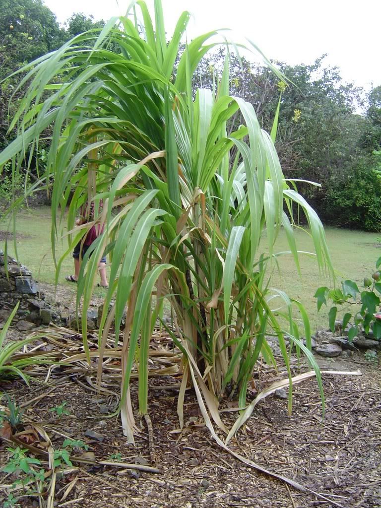 Sugarcane Pictures, Images and Photos