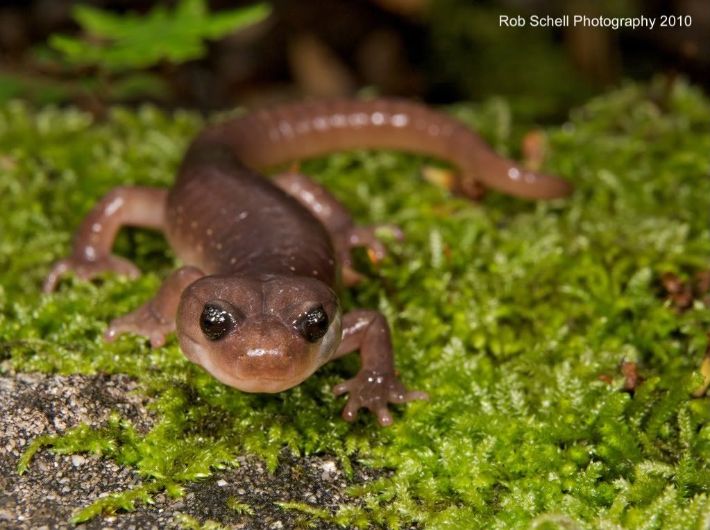 IMAGE: http://i173.photobucket.com/albums/w80/Schell_19/Wildlife/ArborealSalamander11.jpg