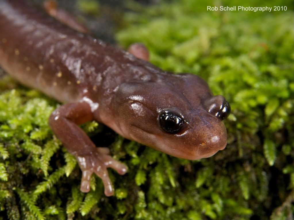 IMAGE: http://i173.photobucket.com/albums/w80/Schell_19/Wildlife/ArborealSalamander12.jpg