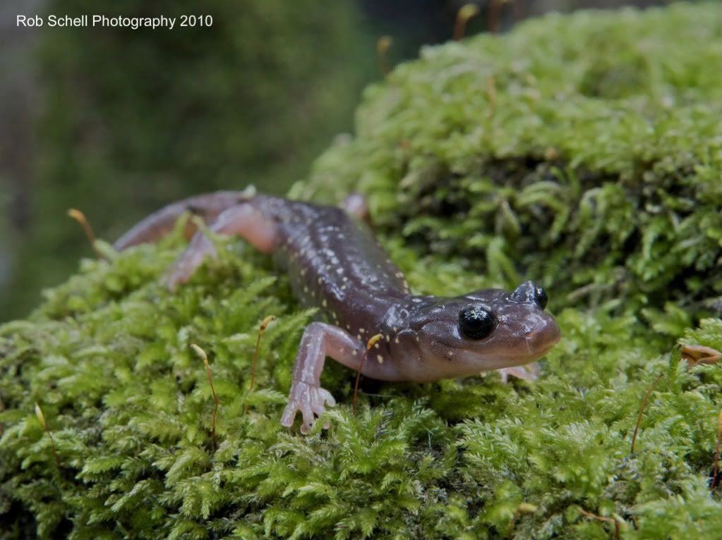 IMAGE: http://i173.photobucket.com/albums/w80/Schell_19/Wildlife/ArborealSalamander4.jpg