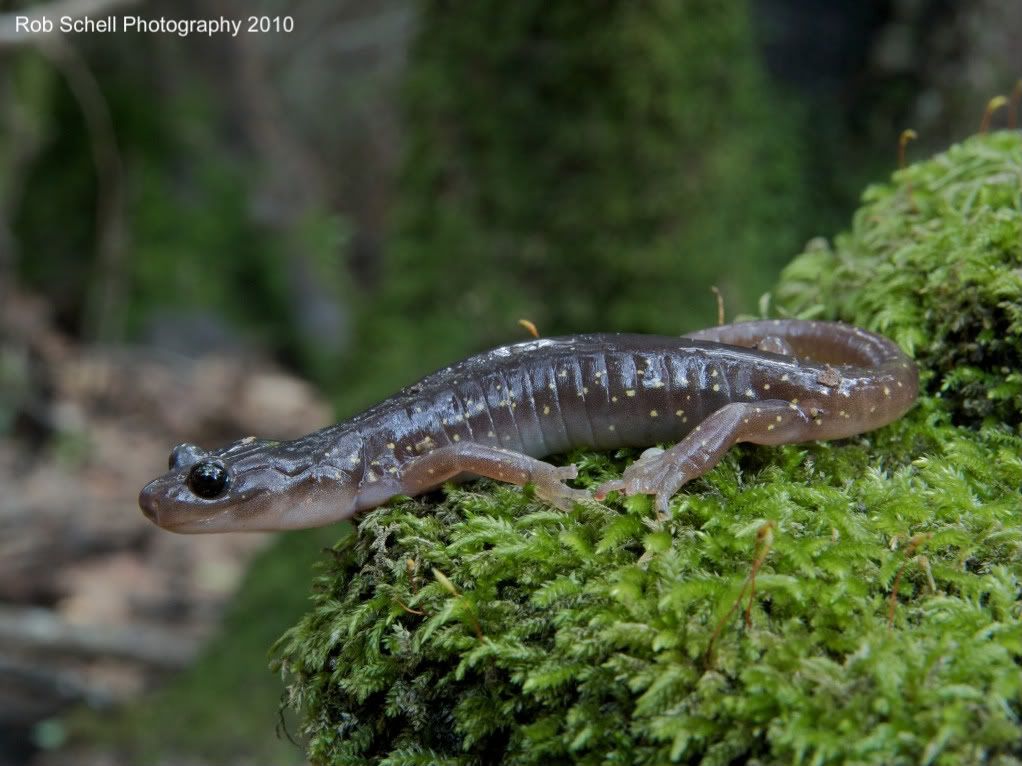 IMAGE: http://i173.photobucket.com/albums/w80/Schell_19/Wildlife/ArborealSalamander5.jpg