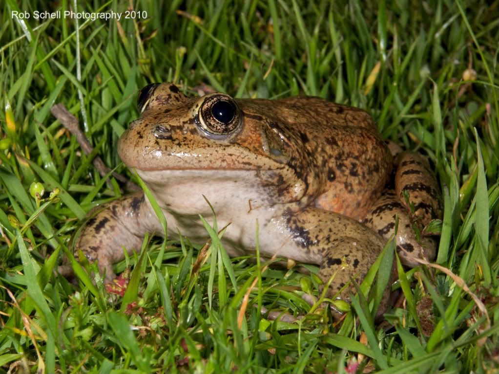 IMAGE: http://i173.photobucket.com/albums/w80/Schell_19/Wildlife/CaliforniaRed-leggedFrog08.jpg