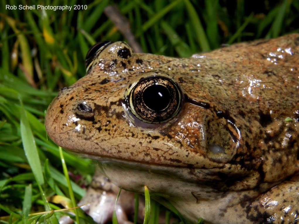 IMAGE: http://i173.photobucket.com/albums/w80/Schell_19/Wildlife/CaliforniaRed-leggedFrog09.jpg