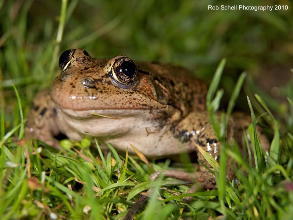 IMAGE: http://i173.photobucket.com/albums/w80/Schell_19/Wildlife/CaliforniaRed-leggedFrog10.jpg