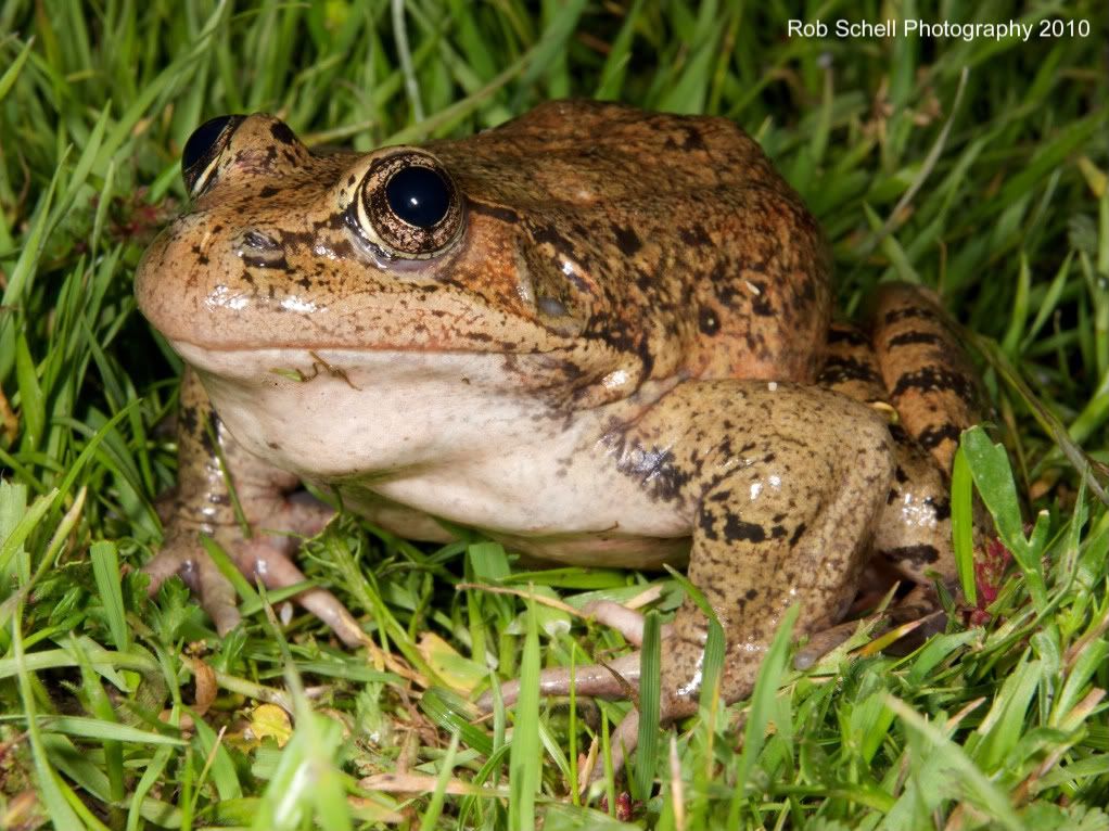 IMAGE: http://i173.photobucket.com/albums/w80/Schell_19/Wildlife/CaliforniaRed-leggedFrog12.jpg