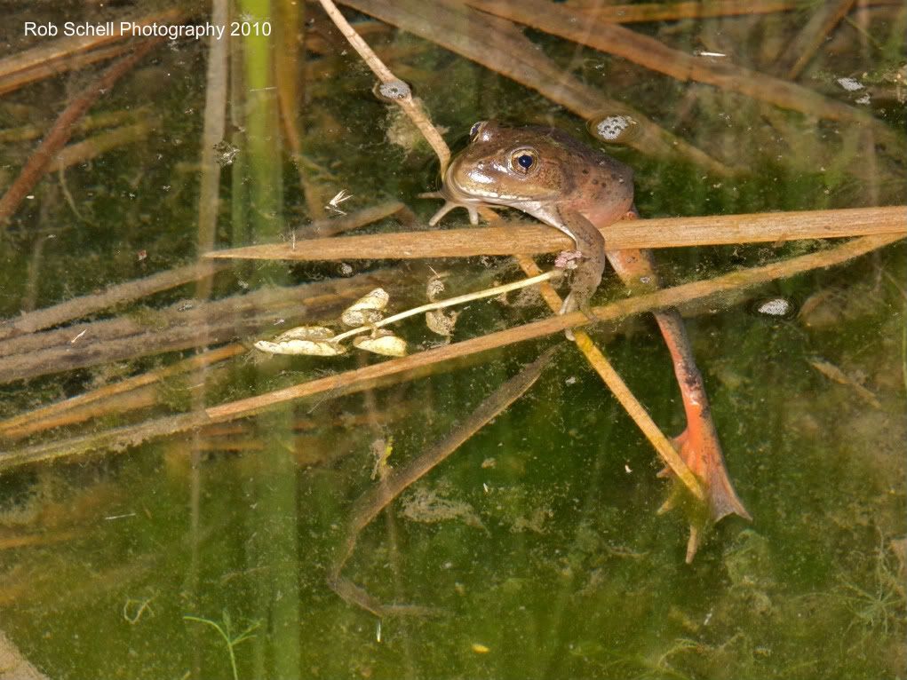 IMAGE: http://i173.photobucket.com/albums/w80/Schell_19/Wildlife/CaliforniaRed-leggedFrog131.jpg