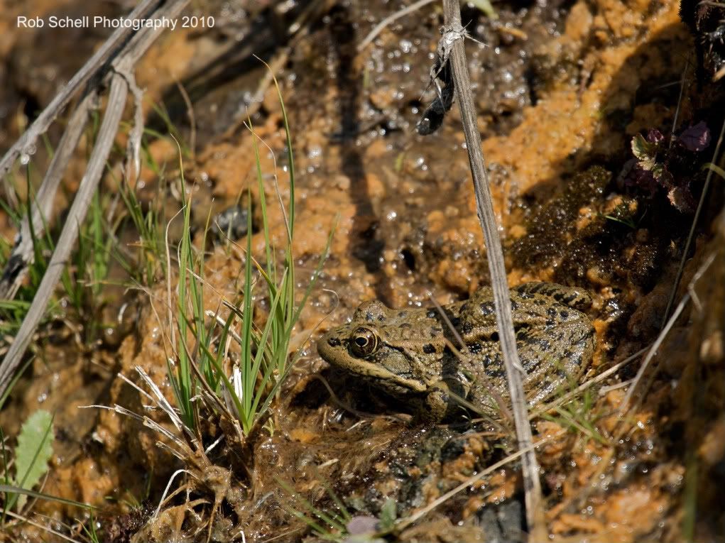 IMAGE: http://i173.photobucket.com/albums/w80/Schell_19/Wildlife/CaliforniaRed-leggedFrog16.jpg