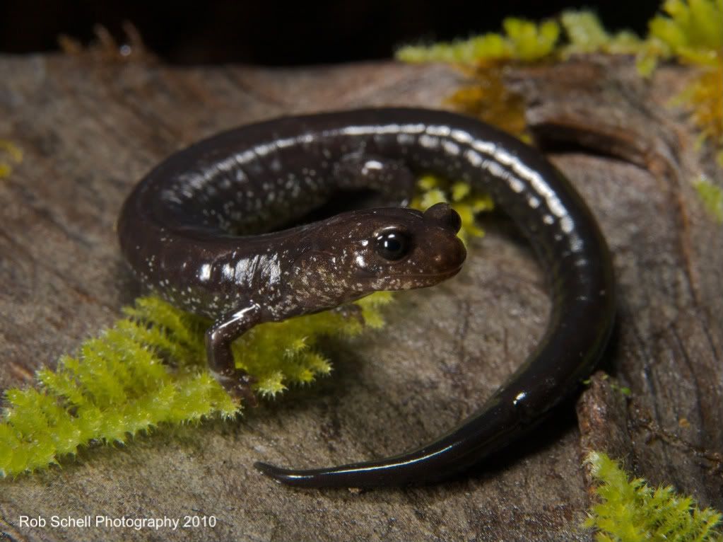 IMAGE: http://i173.photobucket.com/albums/w80/Schell_19/Wildlife/DelNorteSalamander01.jpg