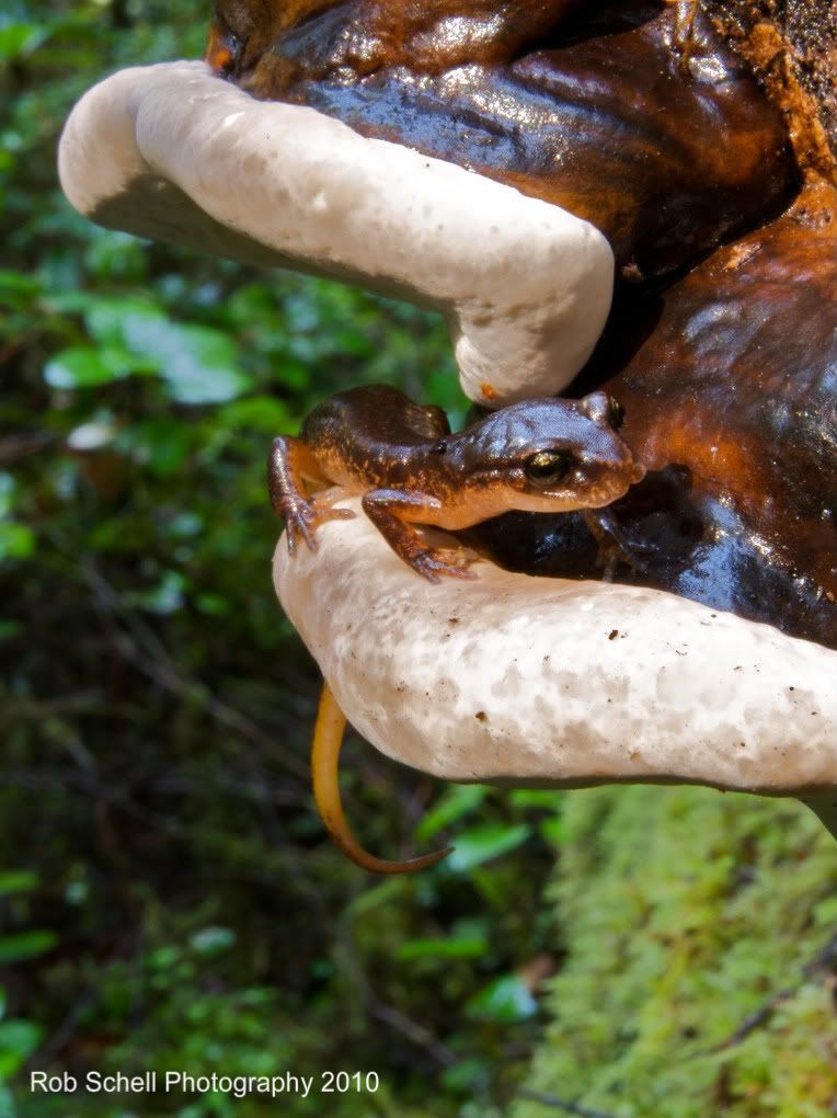 IMAGE: http://i173.photobucket.com/albums/w80/Schell_19/Wildlife/Ensatina06.jpg