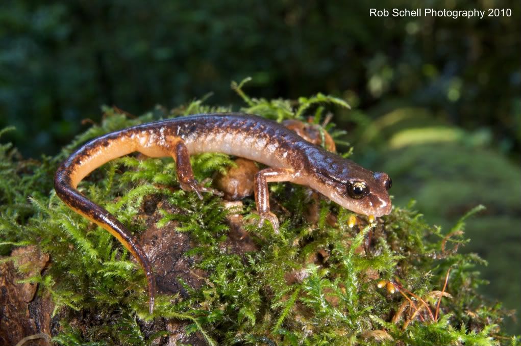 IMAGE: http://i173.photobucket.com/albums/w80/Schell_19/Wildlife/Ensatina08.jpg