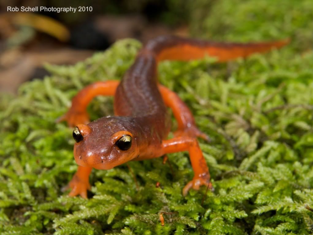 IMAGE: http://i173.photobucket.com/albums/w80/Schell_19/Wildlife/Ensatina12.jpg