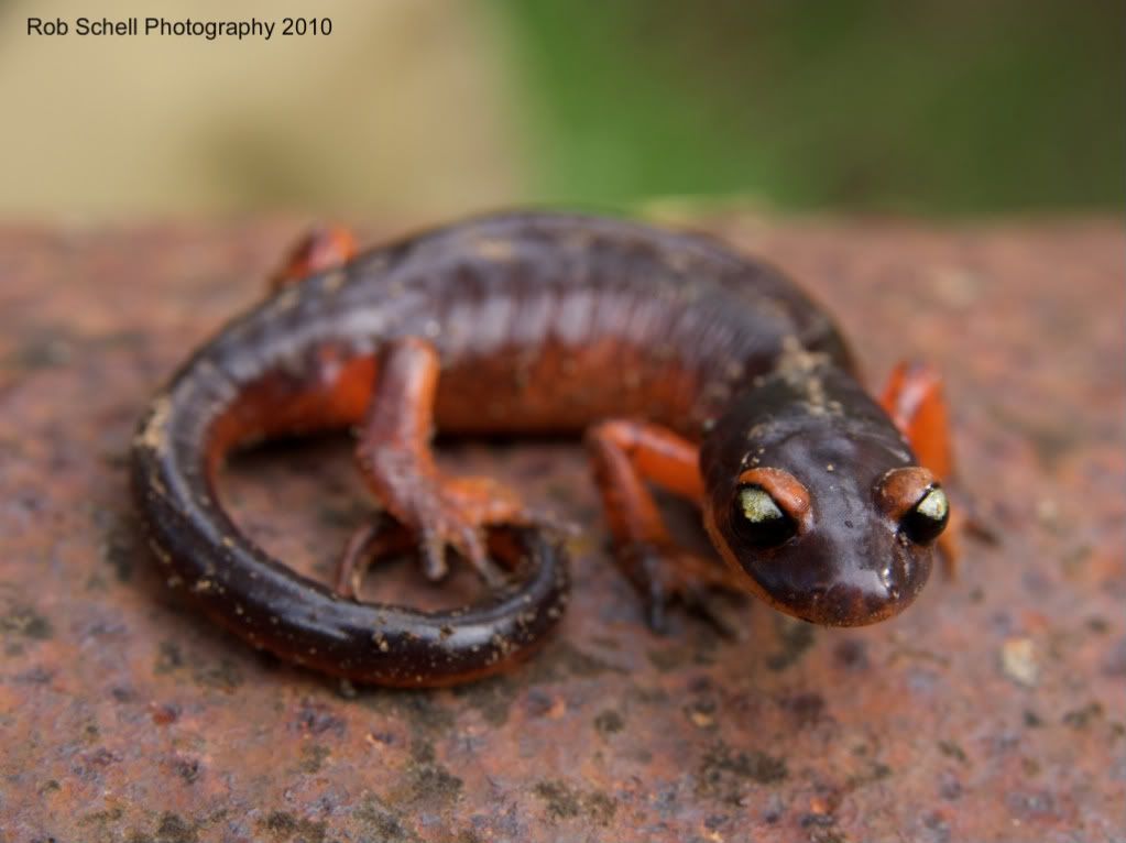 IMAGE: http://i173.photobucket.com/albums/w80/Schell_19/Wildlife/Ensatina_4.jpg