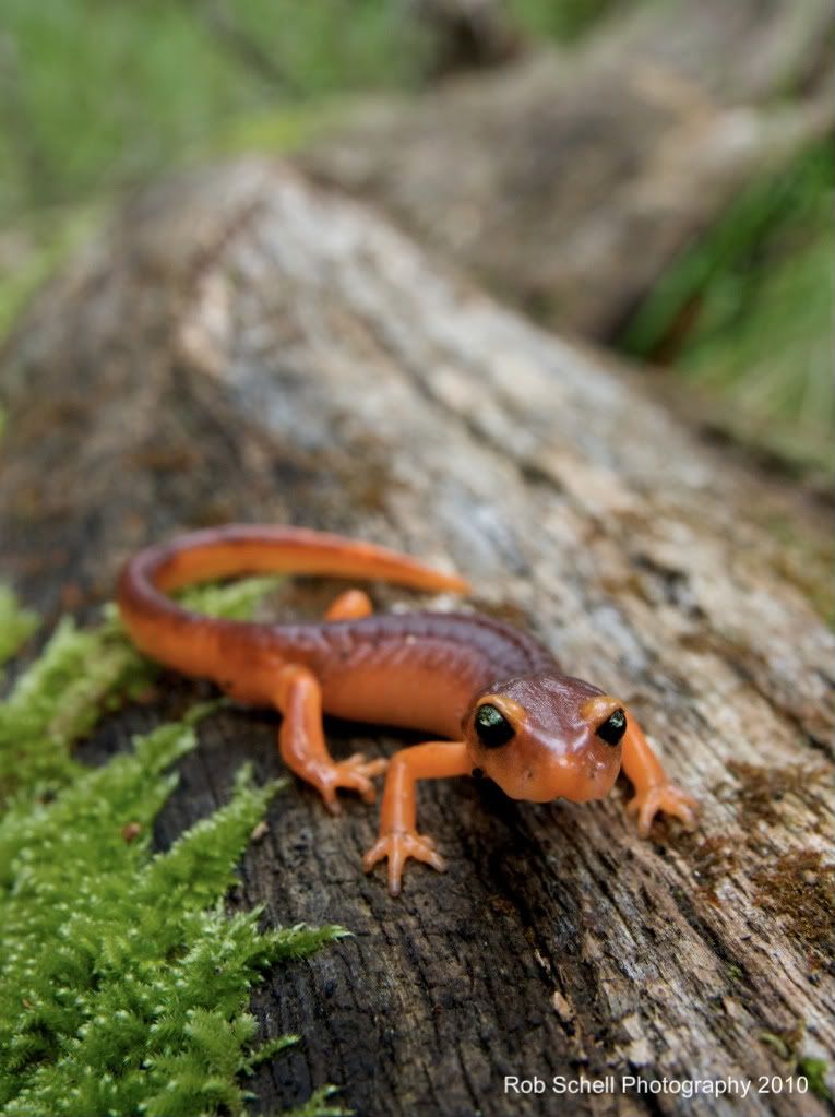 IMAGE: http://i173.photobucket.com/albums/w80/Schell_19/Wildlife/Ensatina_5.jpg